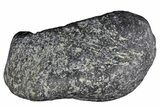 Fossil Whale Ear Bone - Miocene #177756-1